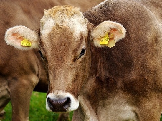 Отвечаем Путину: почему коровье мясо называется «говядина» Отвечаем Путину: почему коровье мясо называется «говядина»